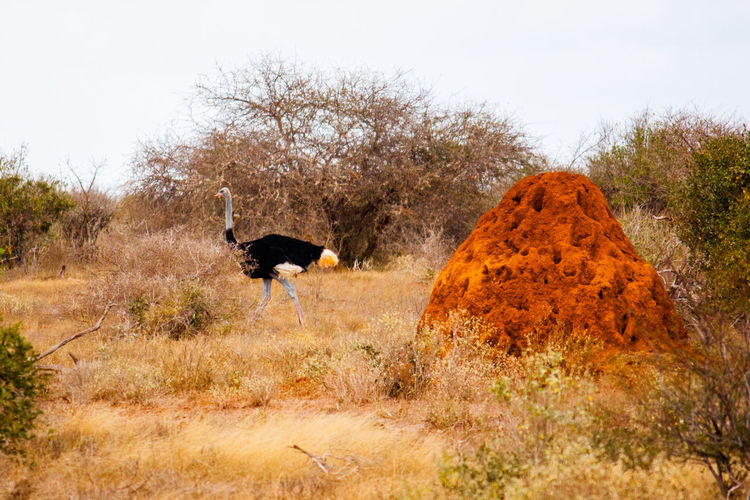 Ostrich by dried plants on field at tsavo east national park