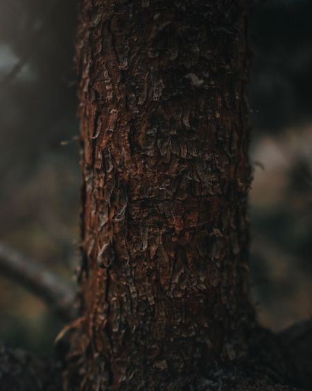 Close-up of tree trunk