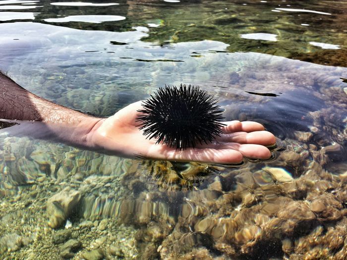 Cropped image of hand holding sea urchin at water