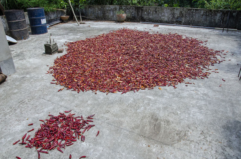High angle view of dried fruits on plant