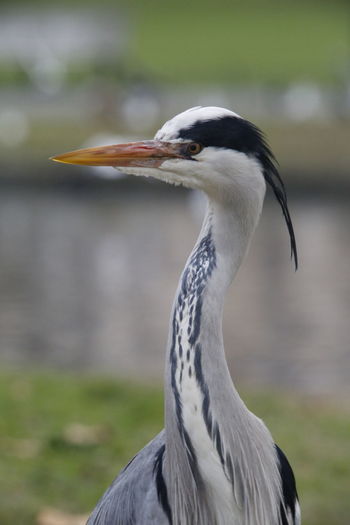 Close-up of a heron bird