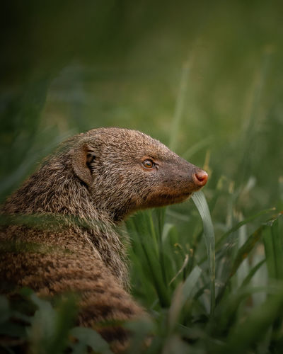 Close-up of mongoose 