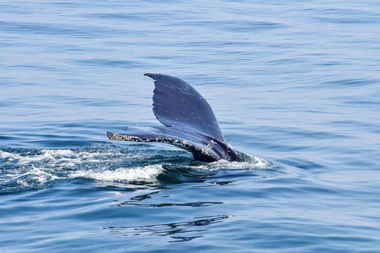 Humpback whale tail diving in atlantic ocean
