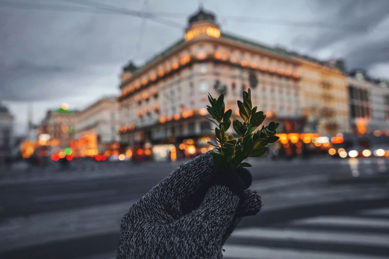Cropped hand holding plant against buildings in city