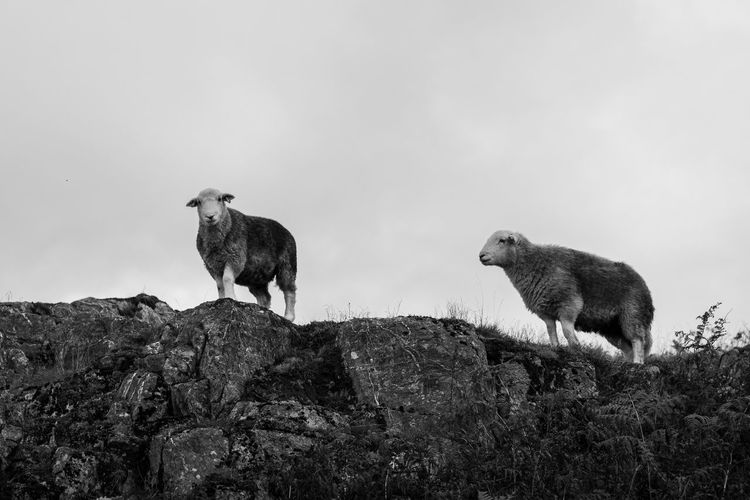 Sheep standing on rock against sky