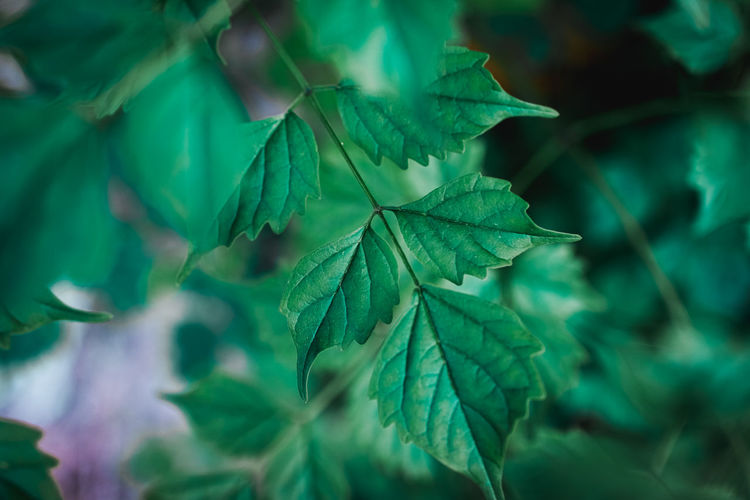 Close-up of green leaf on plant outdoors