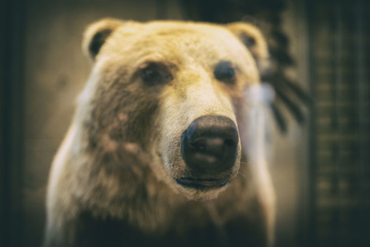 Close-up of bear taxidermy