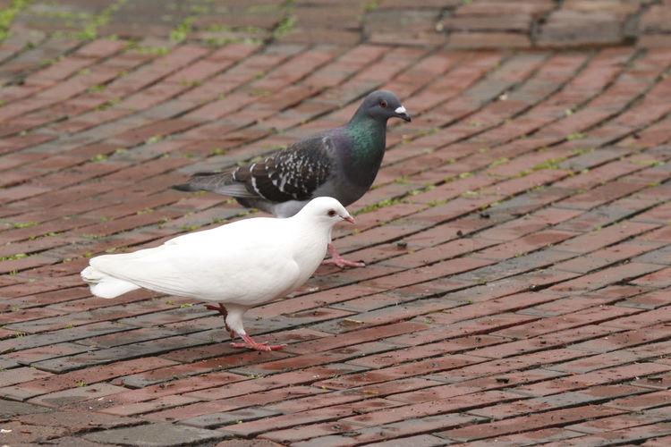 White and gray dove stand in the pedestrian zone