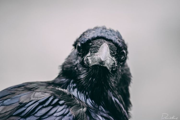Close-up of bird perching outdoors