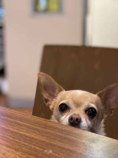 Close-up portrait of a dog