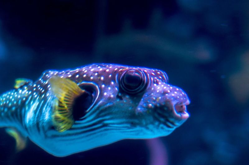 Close-up of puffer fish swimming in aquarium