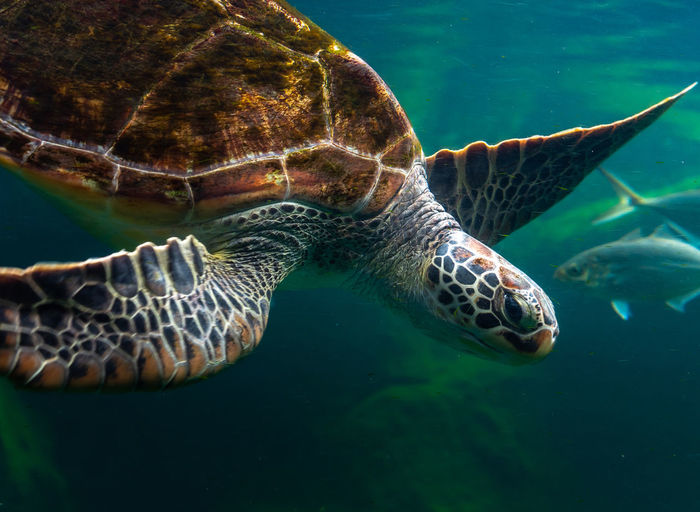Sea turtles in the deep sea, a rare conservation animal that is abundant in asia.