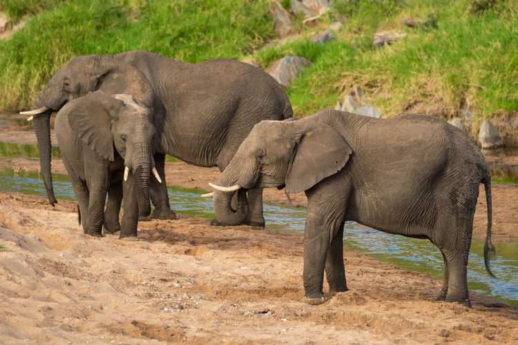 Three african elephants standing on sandy riverbank