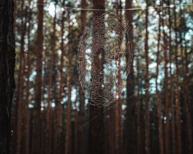 Low angle view of spider web on tree trunk in forest