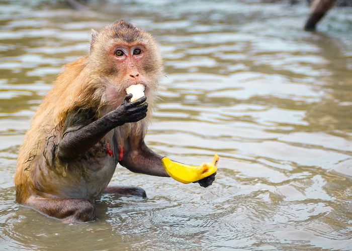 Portrait of monkey eating banana in river