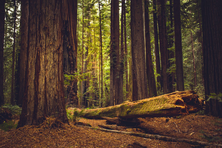 Giant sequioa trees in the redwood forest national and state park, california