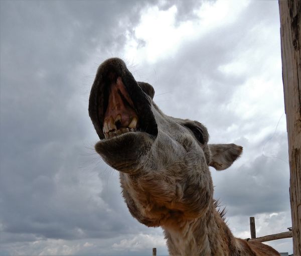 Low angle view of braying donkey against sky in andalusia, spain. 