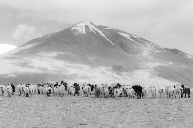 View of flock of sheep grazing against mountain during winter
