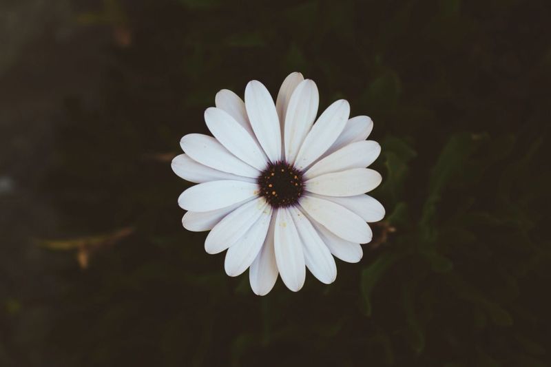 Close-up of flower