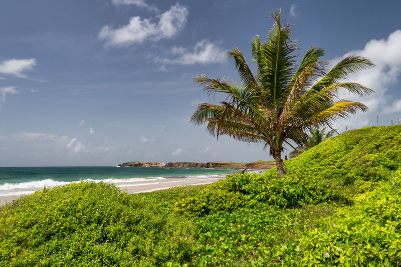 Scenic view of palm trees on beach against sky