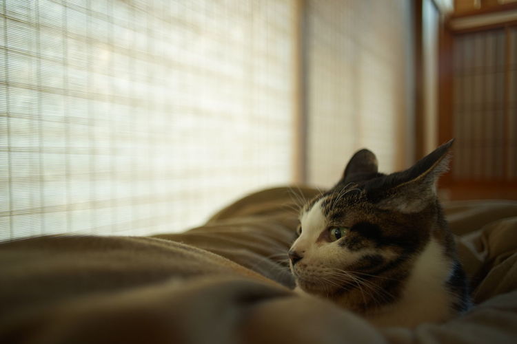 Portrait of tabby cat against the background of japanese traditional paper screen
