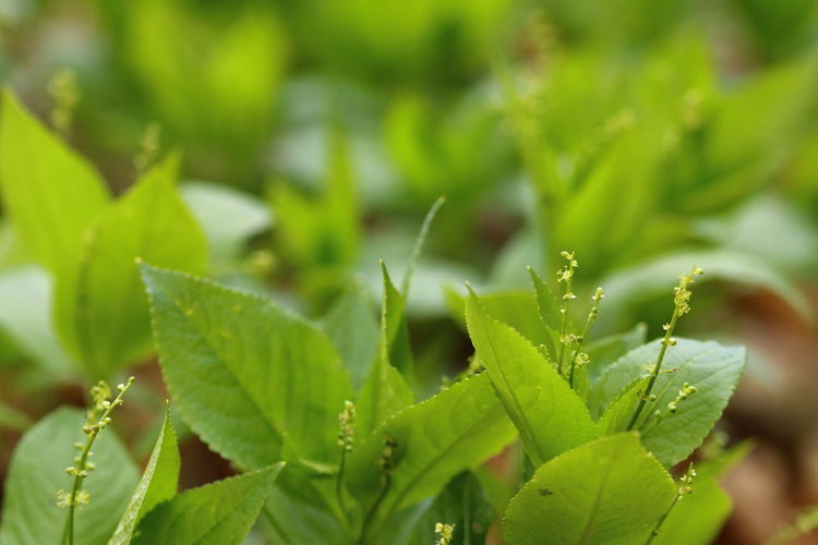 Close up of green plants in the woodlands