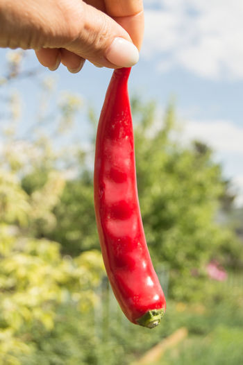 Close-up of hand holding red chili pepper