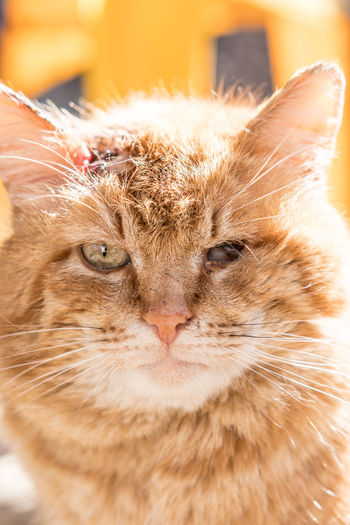 Close-up of ginger cat with a wound on its head