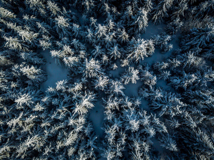 High angle view of  frozen trees