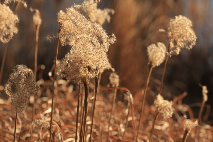 plant