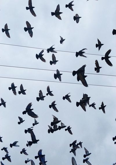 Low angle view of pigeons flying