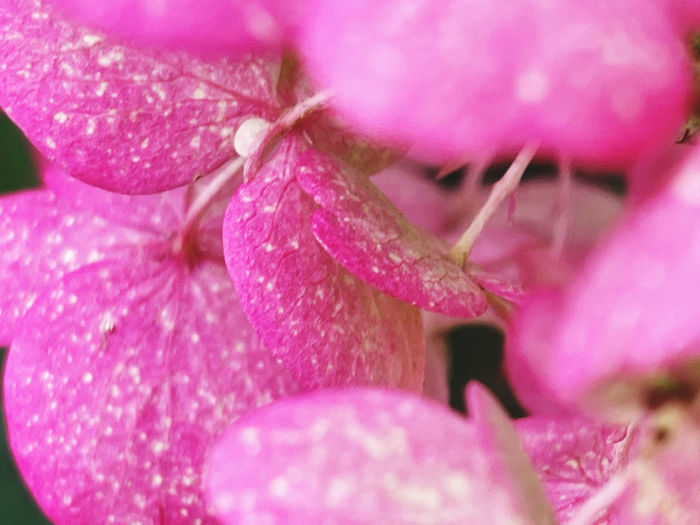 Full frame shot of water drops on pink flower
