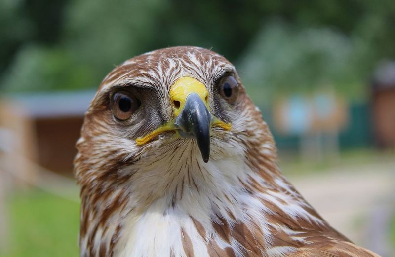 Close-up portrait of hawk perching outdoors