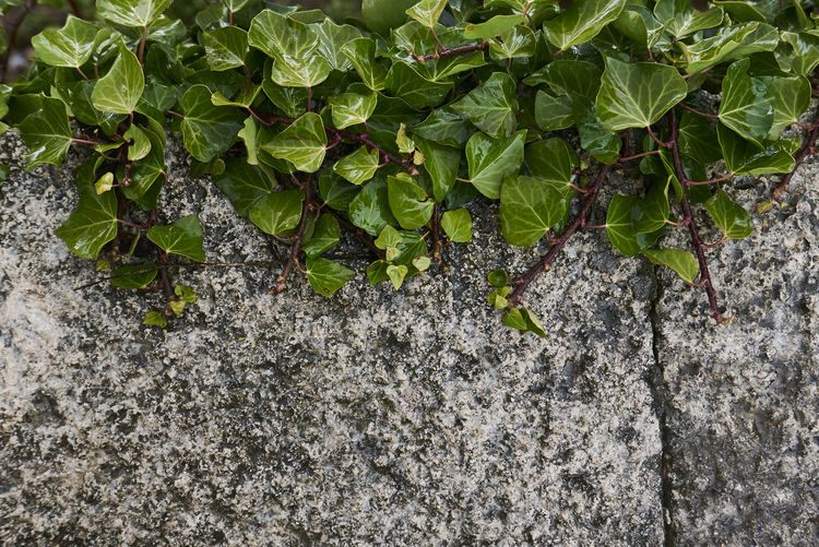 High angle view of fresh green plants on field