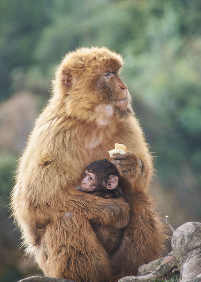 Monkey with his calf on his lap eating bread. colors of nature