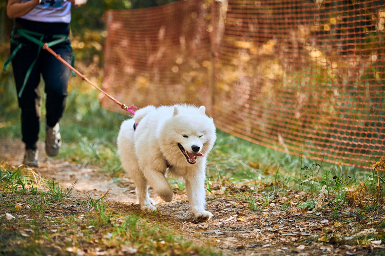 Canicross cross country running with samoyed dog, female musher running with white samoyed dog