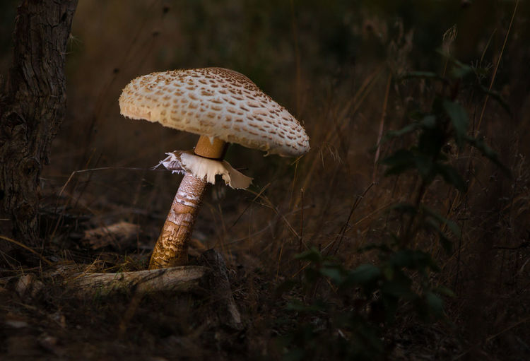 Mushroom nigth