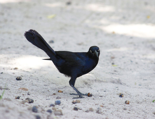Portrait of blackbird on field