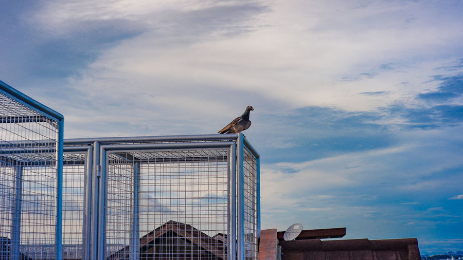 Low angle view of bird perching on roof of building against sky