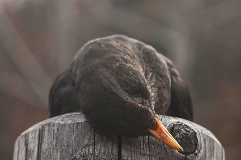 Close-up of dead bird on wooden post