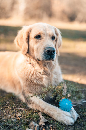 Portrait of dog sitting on field
