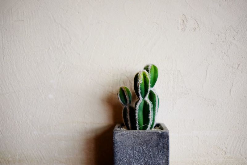 Potted cactus against wall