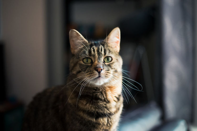 Close-up portrait of tabby cat