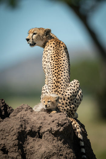 Cheetah with cub on rock formation