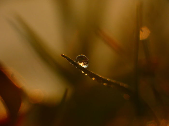 Close-up of water drop on grass blade