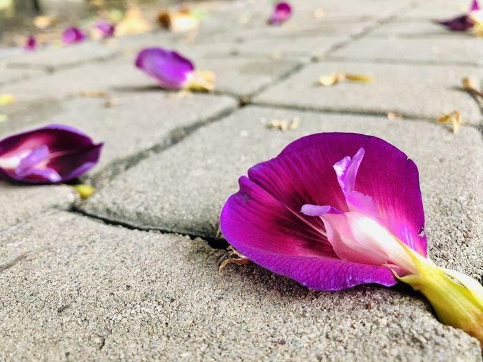 Close-up of pink crocus flower on footpath