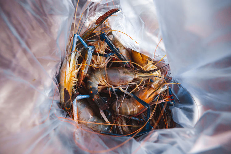High angle view of crab in plastic