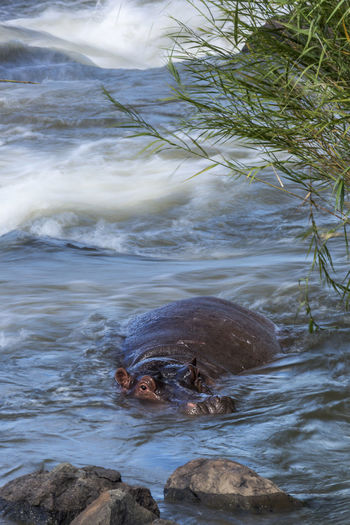 View of turtle swimming in sea