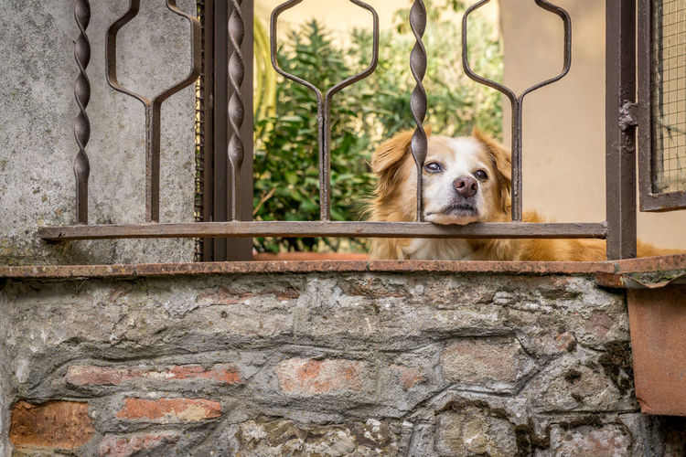 Portrait of dog peeking through metal gate