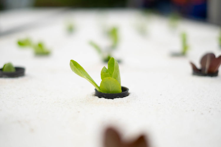 Close-up of small plants growing in seedling tray 